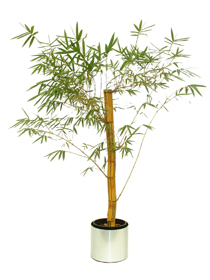 Bambusa V